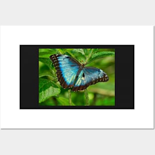 NEW BORN MORPHO, Costa Rica Posters and Art
